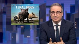 June 21, 2026: Feral Hogs